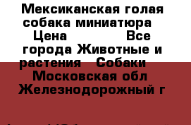 Мексиканская голая собака миниатюра › Цена ­ 53 000 - Все города Животные и растения » Собаки   . Московская обл.,Железнодорожный г.